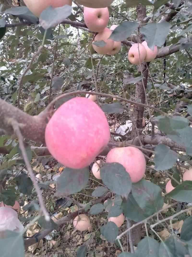 苹果，产地直供红富士苹果，糖分高价格便宜，全国发货