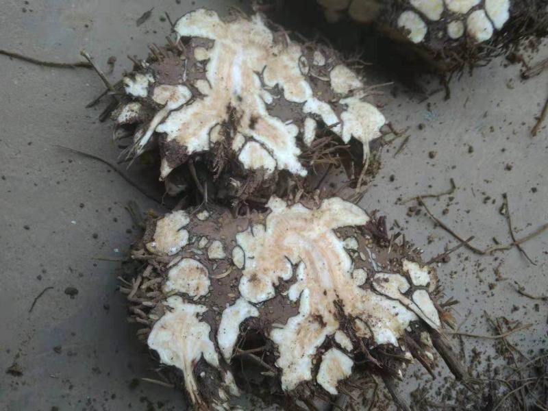 大量供销优质苍术芽子，河南，安徽，等产地。回收产品。