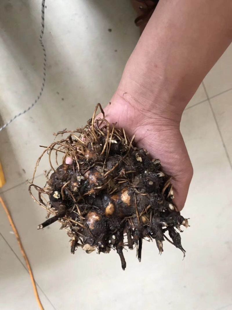 大量供销优质苍术芽子，河南，安徽，等产地。回收产品。