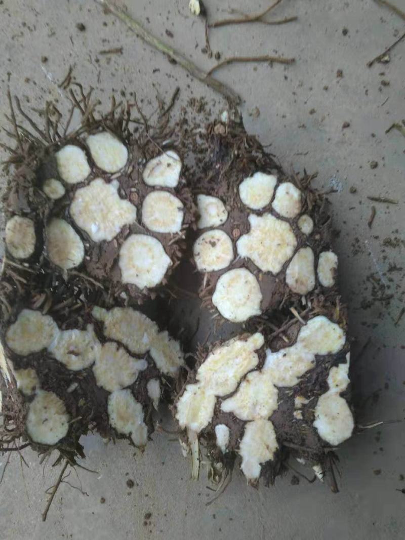 大量供销优质苍术芽子，河南，安徽，等产地。回收产品。