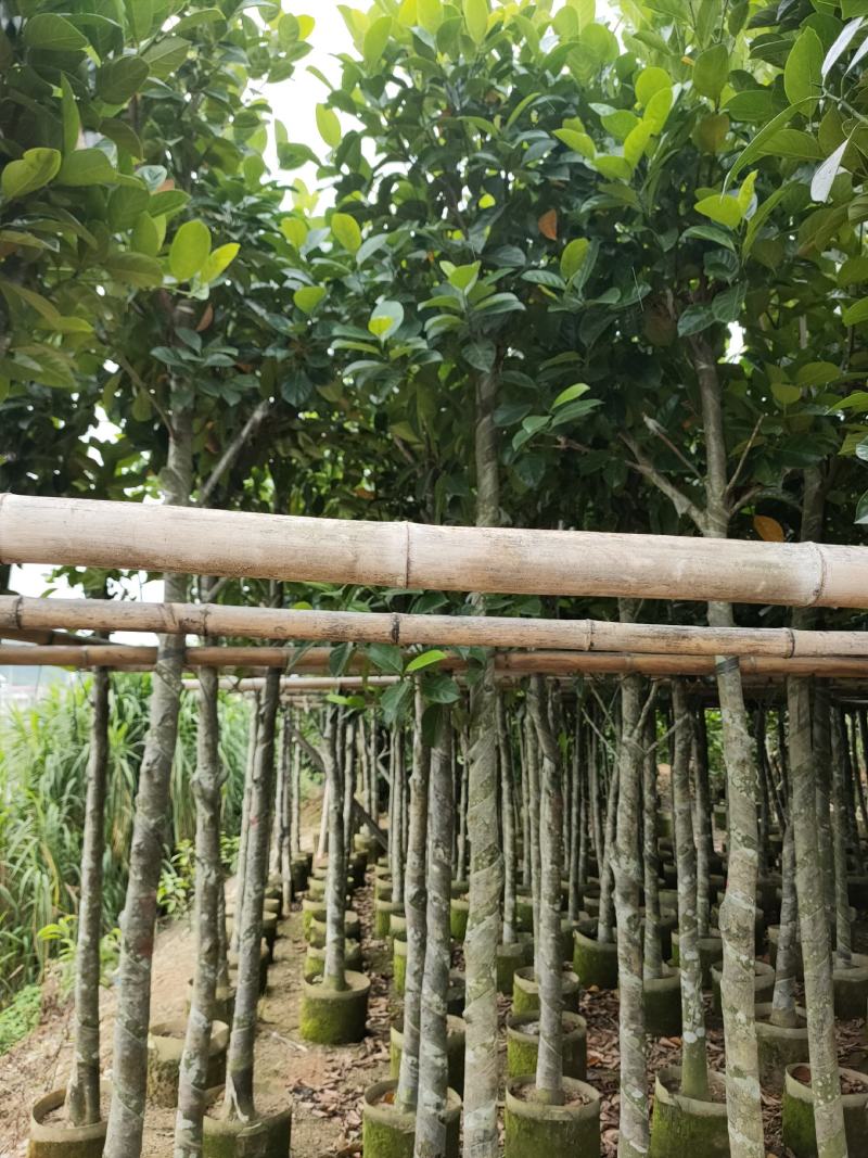诚信赢天下树菠萝蜜5-8