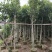 诚信赢天下树菠萝蜜5-8