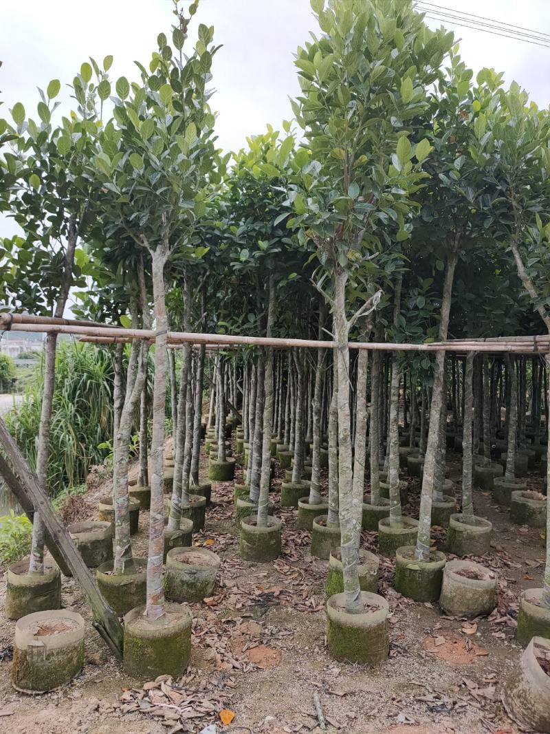 诚信赢天下树菠萝蜜5-8