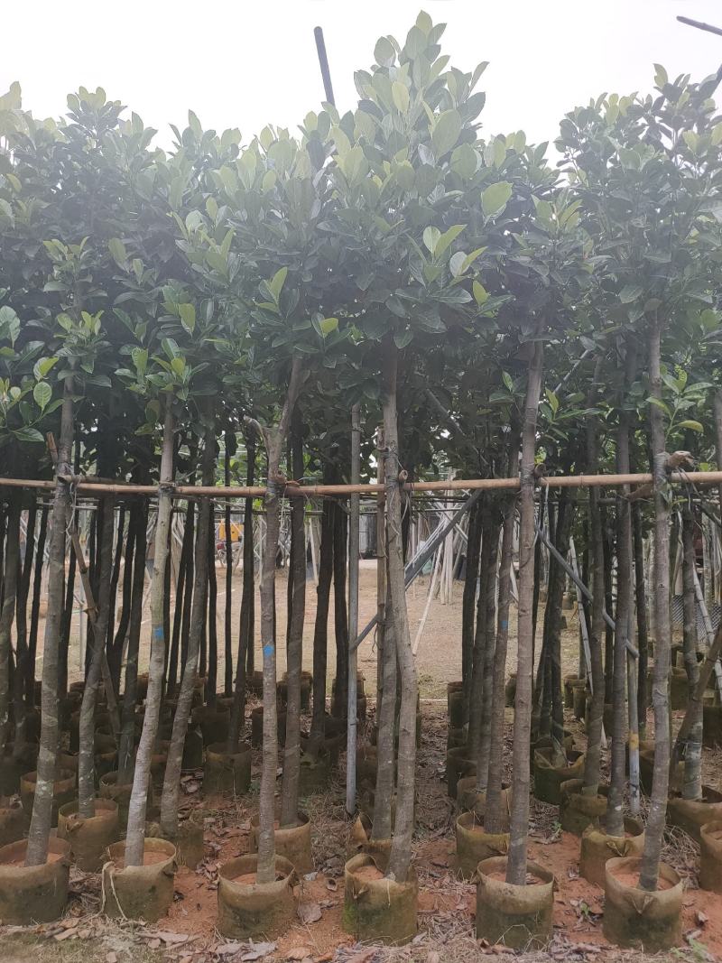 诚信赢天下树菠萝蜜5-8