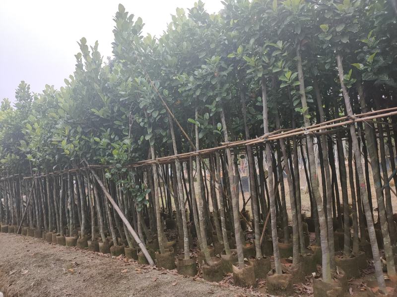 诚信赢天下树菠萝蜜5-8