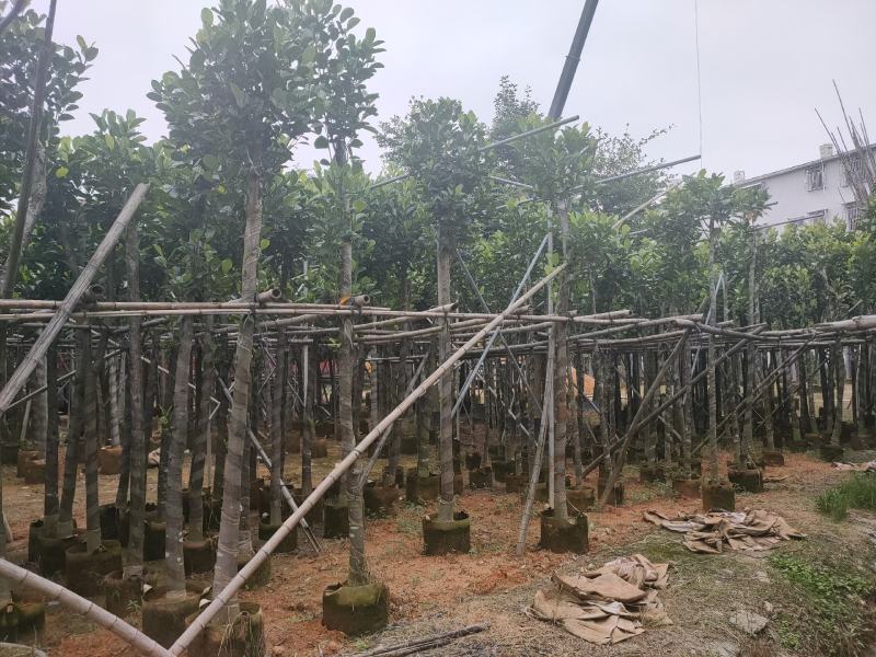 诚信赢天下树菠萝蜜5-8