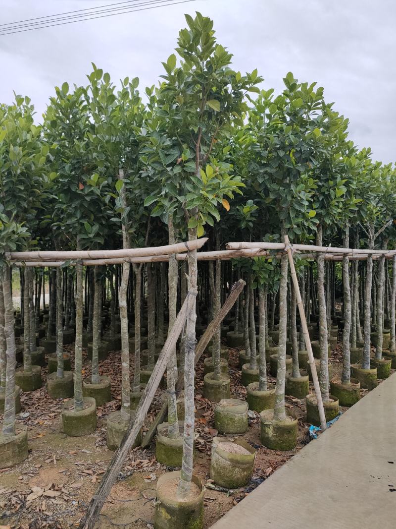 诚信赢天下树菠萝蜜5-8