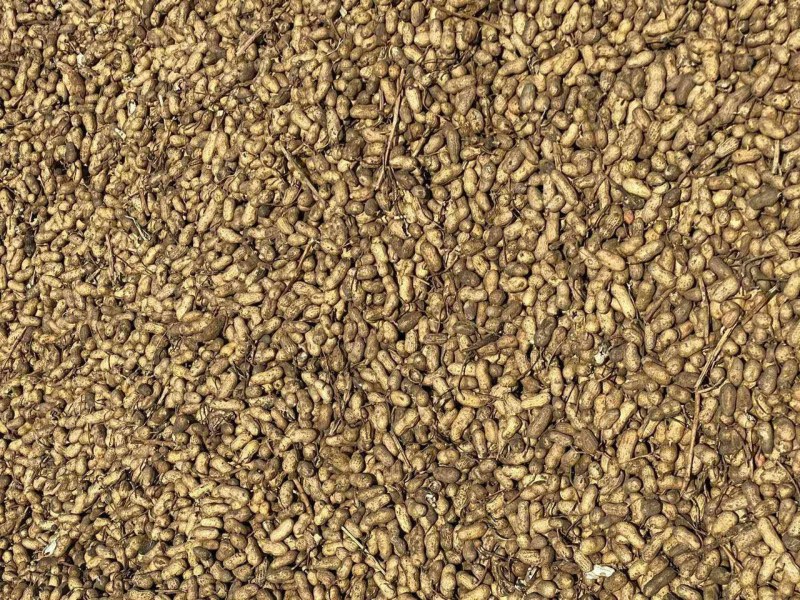 印度进口新货油料花生米48%以上出油率