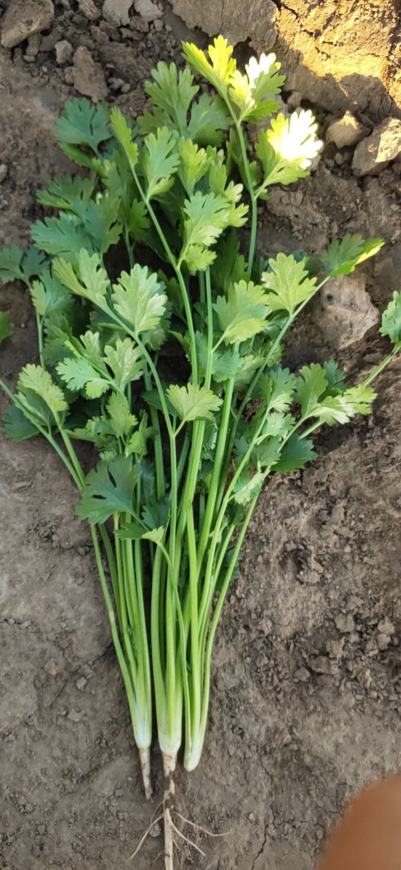 精品大叶香菜天天有货，散装，箱装，应有尽有