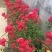 甜蜜红木香花苗浓香四季花卉七里香阳台爬藤蔷薇植物黄木香花