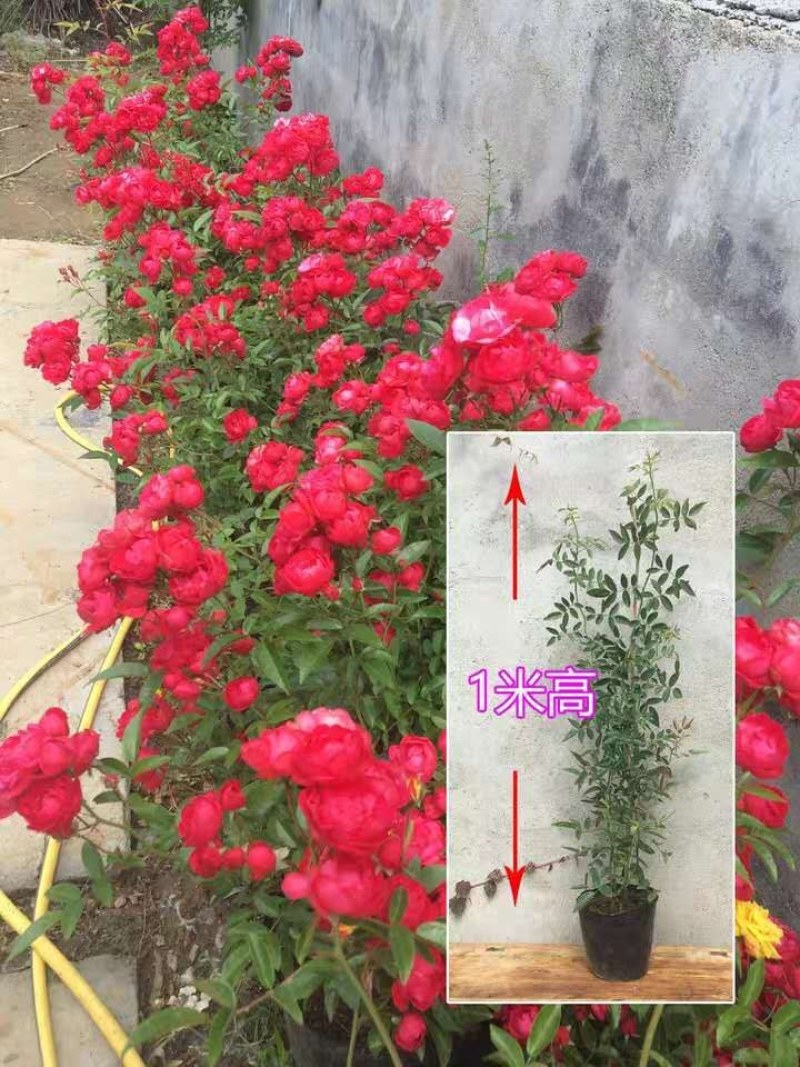 甜蜜红木香花苗浓香四季花卉七里香阳台爬藤蔷薇植物黄木香花
