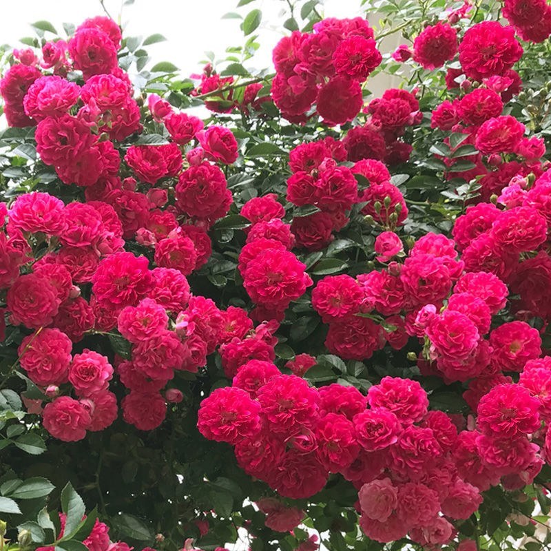 甜蜜红木香花苗浓香四季花卉七里香阳台爬藤蔷薇植物黄木香花