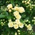 甜蜜红木香花苗浓香四季花卉七里香阳台爬藤蔷薇植物黄木香花