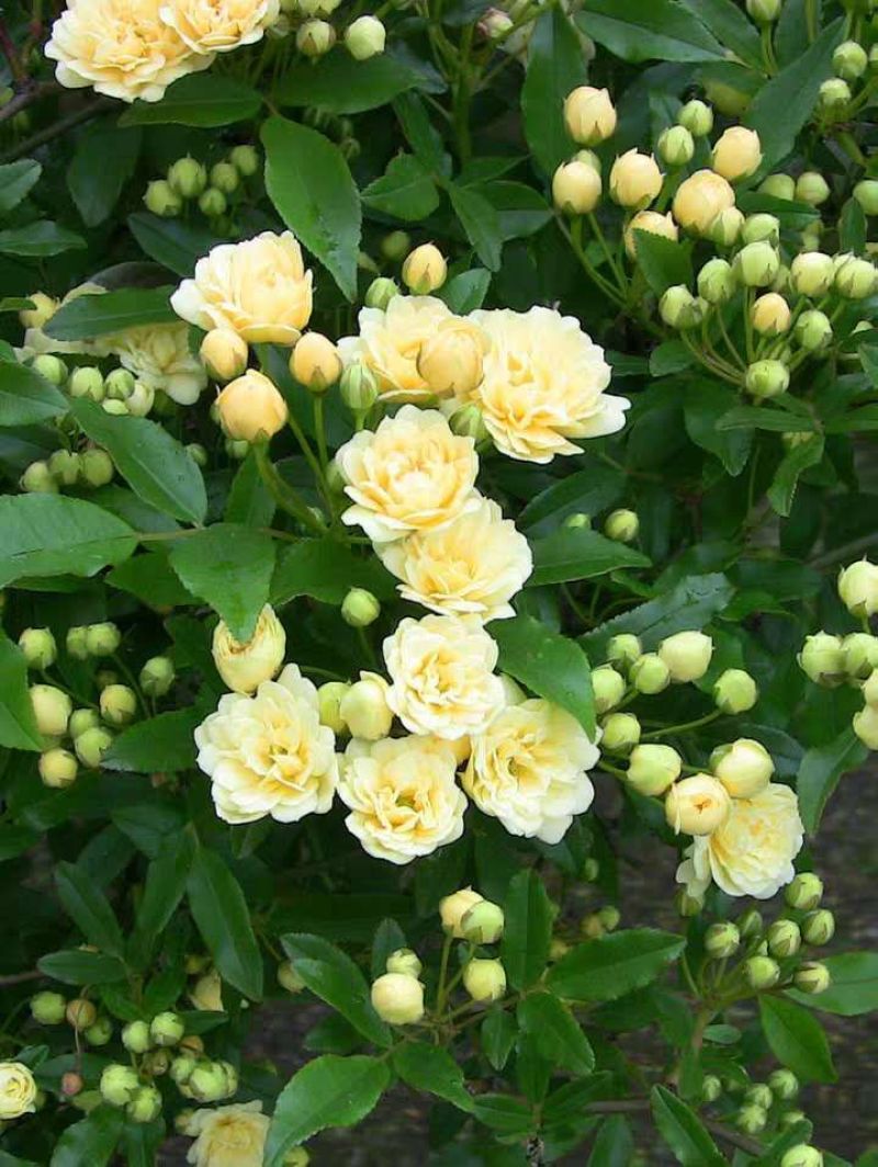 甜蜜红木香花苗浓香四季花卉七里香阳台爬藤蔷薇植物黄木香花