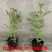 甜蜜红木香花苗浓香四季花卉七里香阳台爬藤蔷薇植物黄木香花