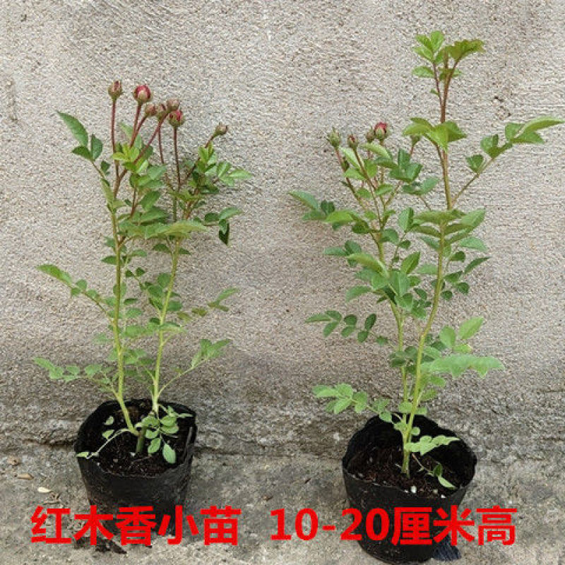 甜蜜红木香花苗浓香四季花卉七里香阳台爬藤蔷薇植物黄木香花