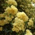 甜蜜红木香花苗浓香四季花卉七里香阳台爬藤蔷薇植物黄木香花