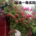 木香花苗甜蜜四季红色木香带花爬藤植物浓香吸味绿植好养活