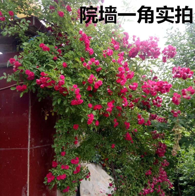 木香花苗甜蜜四季红色木香带花爬藤植物浓香吸味绿植好养活