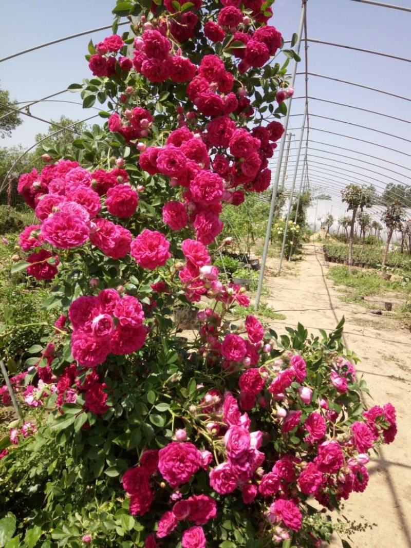木香花苗甜蜜四季红色木香带花爬藤植物浓香吸味绿植好养活
