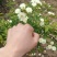 木香花苗甜蜜四季红色木香带花爬藤植物浓香吸味绿植好养活