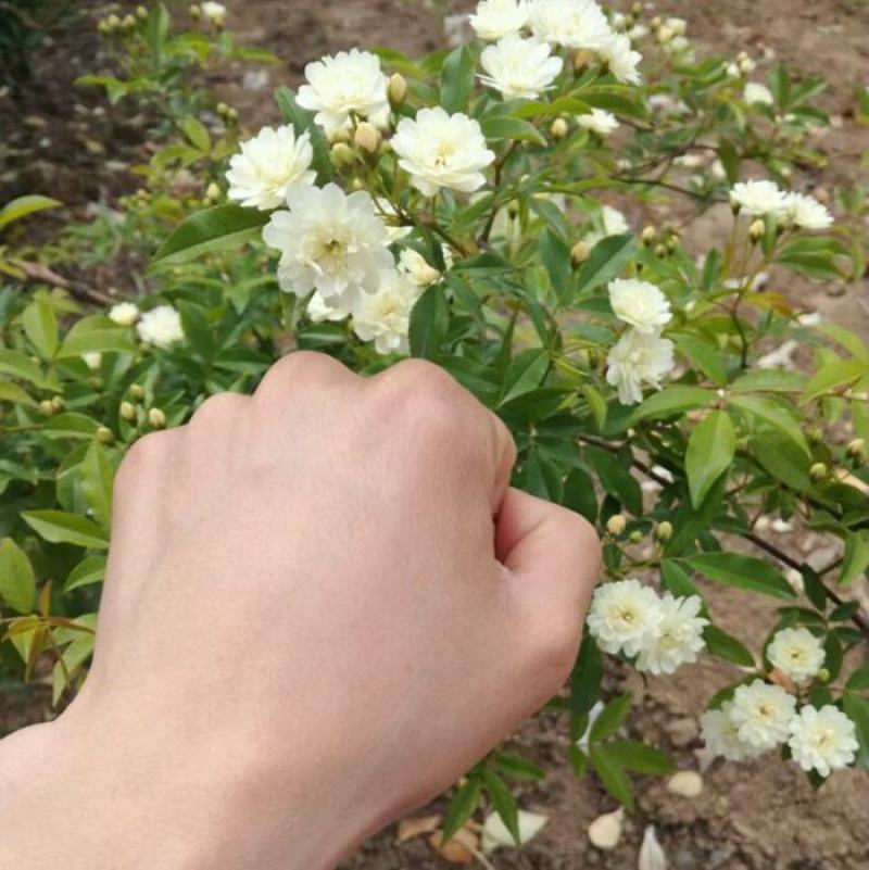 木香花苗甜蜜四季红色木香带花爬藤植物浓香吸味绿植好养活