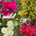 木香花苗甜蜜四季红色木香带花爬藤植物浓香吸味绿植好养活