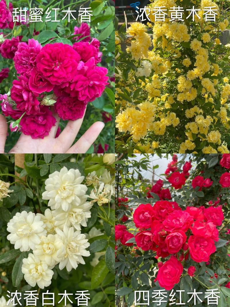 木香花苗甜蜜四季红色木香带花爬藤植物浓香吸味绿植好养活