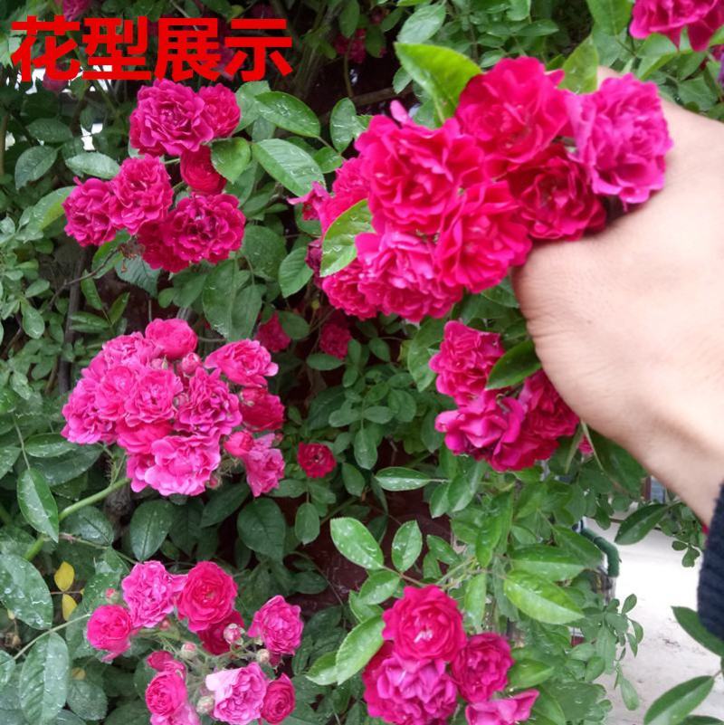 木香花苗甜蜜四季红色木香带花爬藤植物浓香吸味绿植好养活