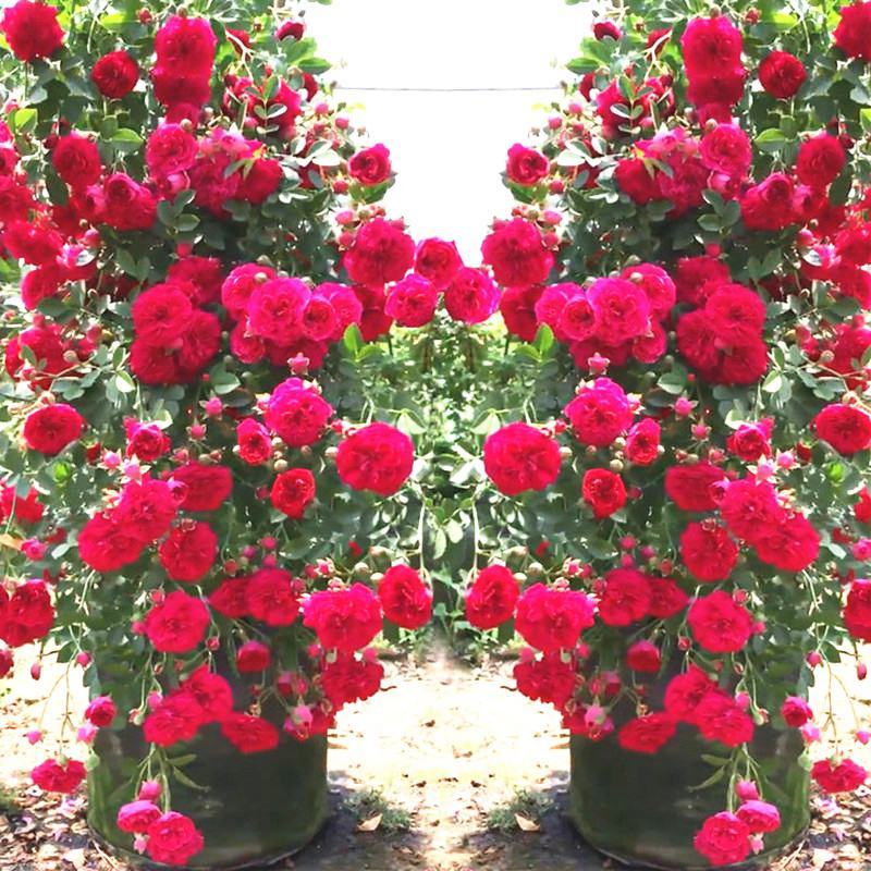 木香花苗甜蜜四季红色木香带花爬藤植物浓香吸味绿植好养活