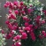 木香花苗甜蜜四季红色木香带花爬藤植物浓香吸味绿植好养活