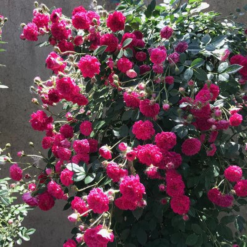 木香花苗甜蜜四季红色木香带花爬藤植物浓香吸味绿植好养活