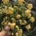 木香花苗甜蜜四季红色木香带花爬藤植物浓香吸味绿植好养活