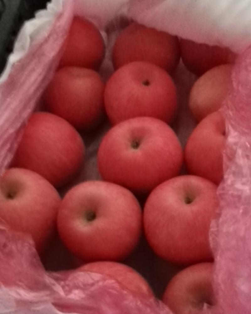 金土地苹果合作社红富士苹果
