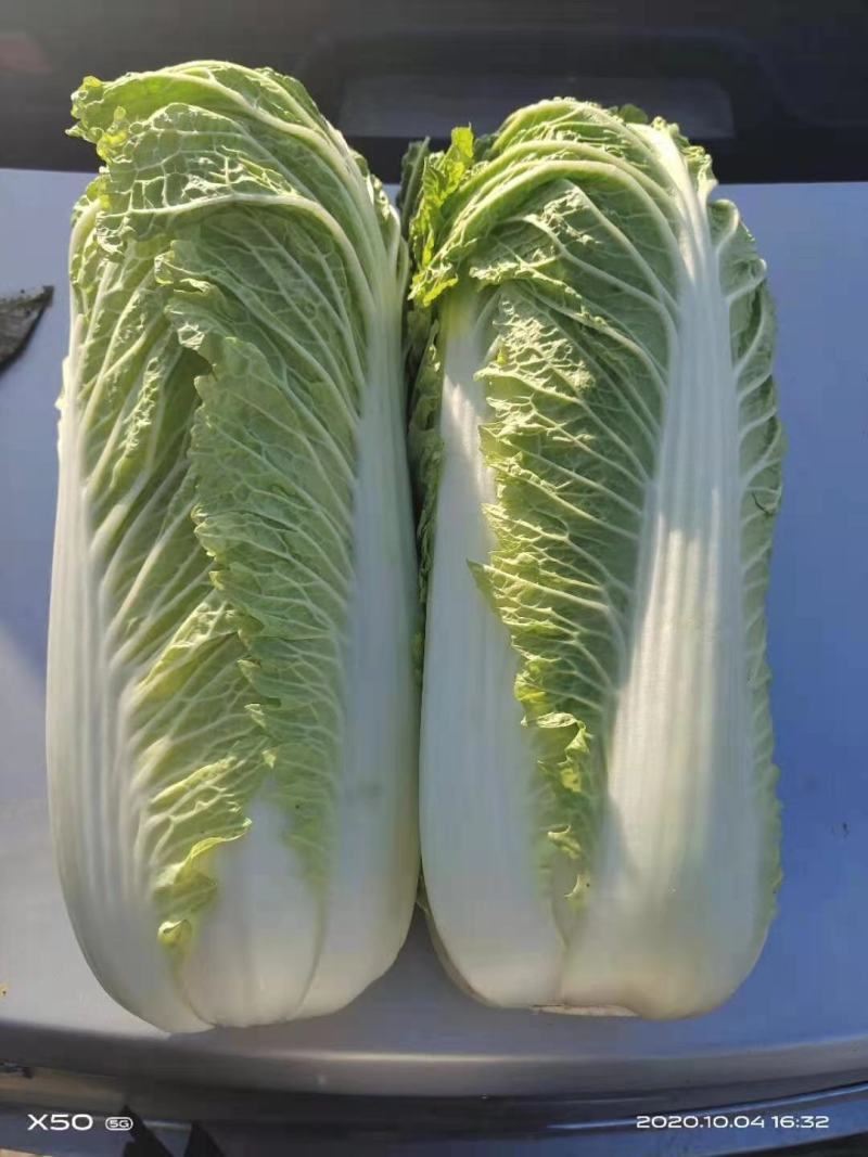 北京新三号供应量大，供应期长