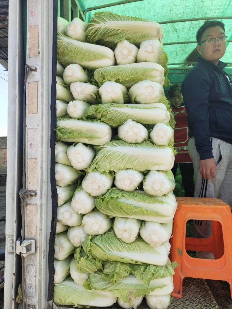 北京新三号供应量大，供应期长