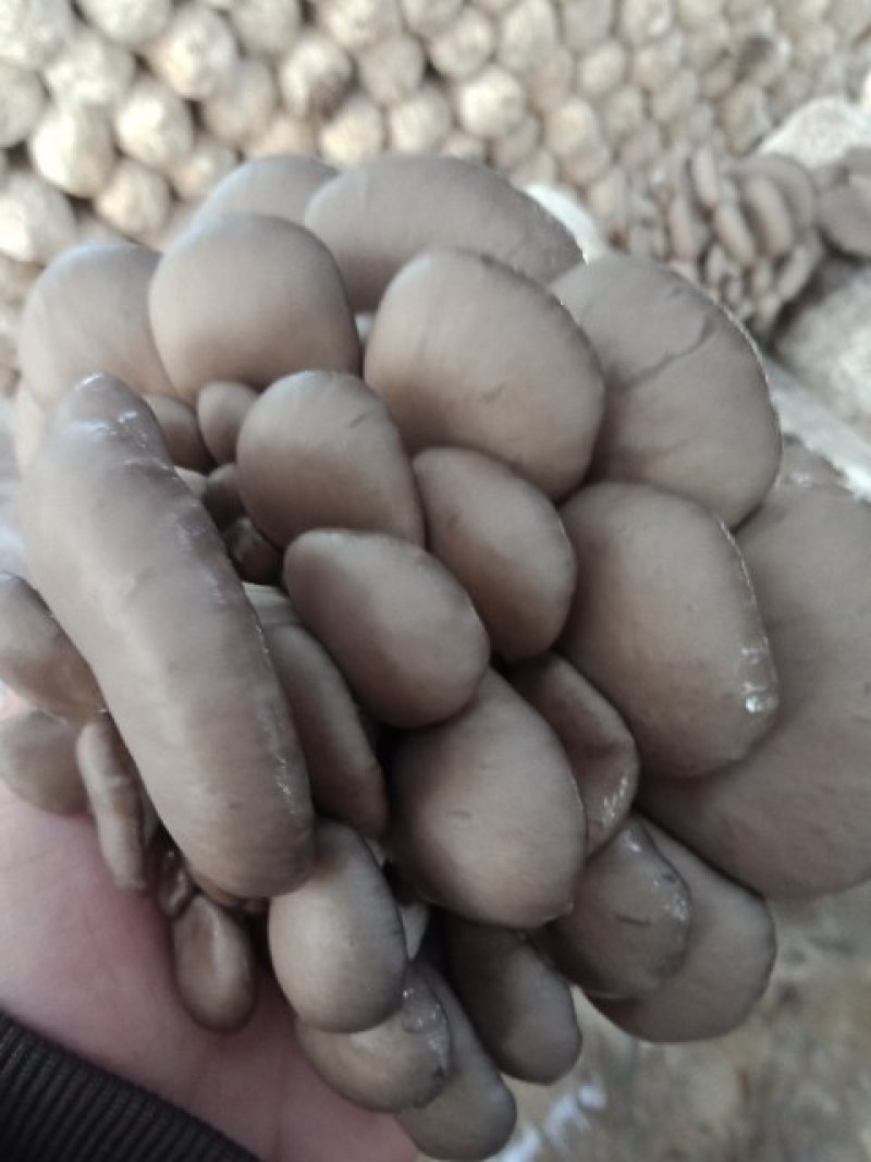 【精品鲜平菇】小黑平菇灰平菇鲜平菇产地直供可视频看货