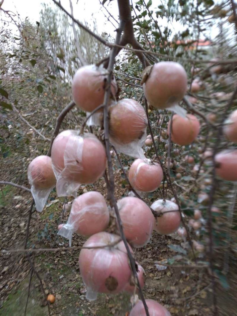 红富士苹果大量上市，果肉脆甜，水分足，糖分高。
