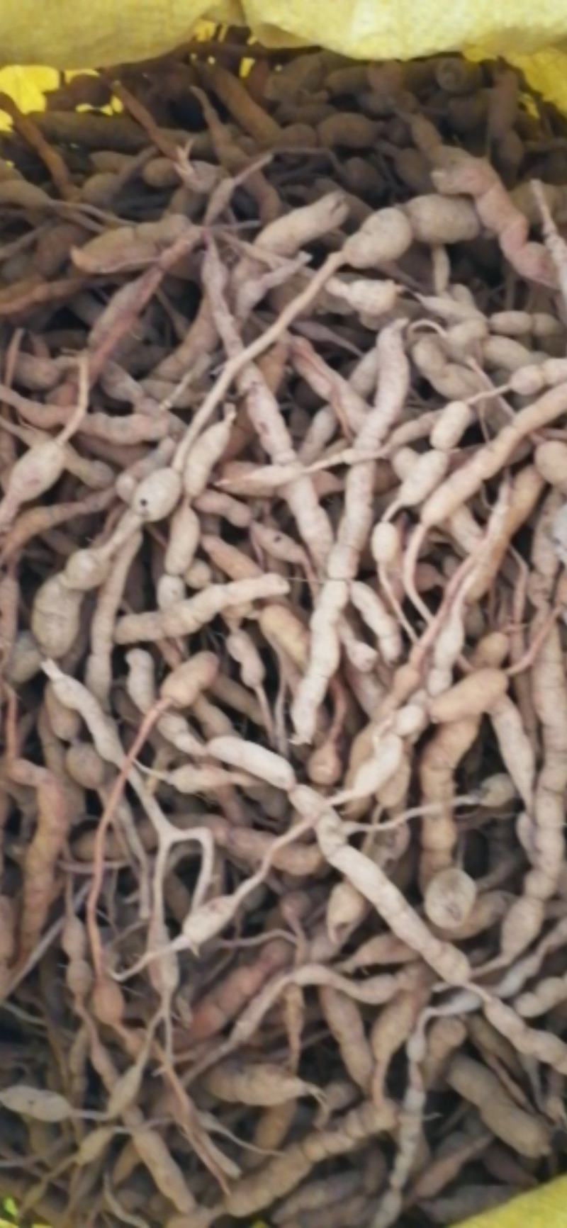 【推荐】鸡筋参又叫黄脚鸡，鲜货黄色，质量保证，包邮！