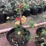 红木香花苗爬藤植物白黄木香花苗盆栽四季特大花攀爬浓香