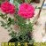红木香花苗爬藤植物白黄木香花苗盆栽四季特大花攀爬浓香