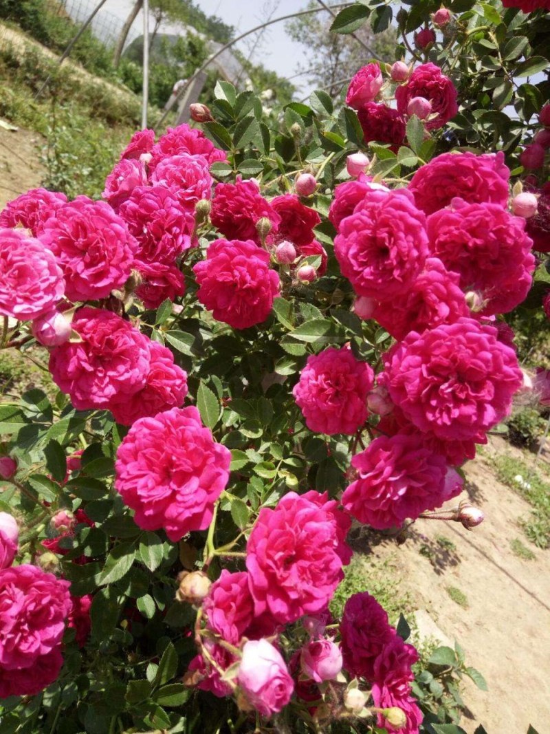 红木香花苗爬藤植物白黄木香花苗盆栽四季特大花攀爬浓香