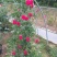 红木香花苗爬藤植物白黄木香花苗盆栽四季特大花攀爬浓香