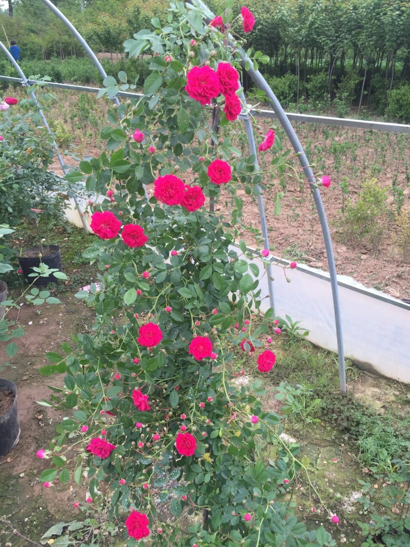 红木香花苗爬藤植物白黄木香花苗盆栽四季特大花攀爬浓香