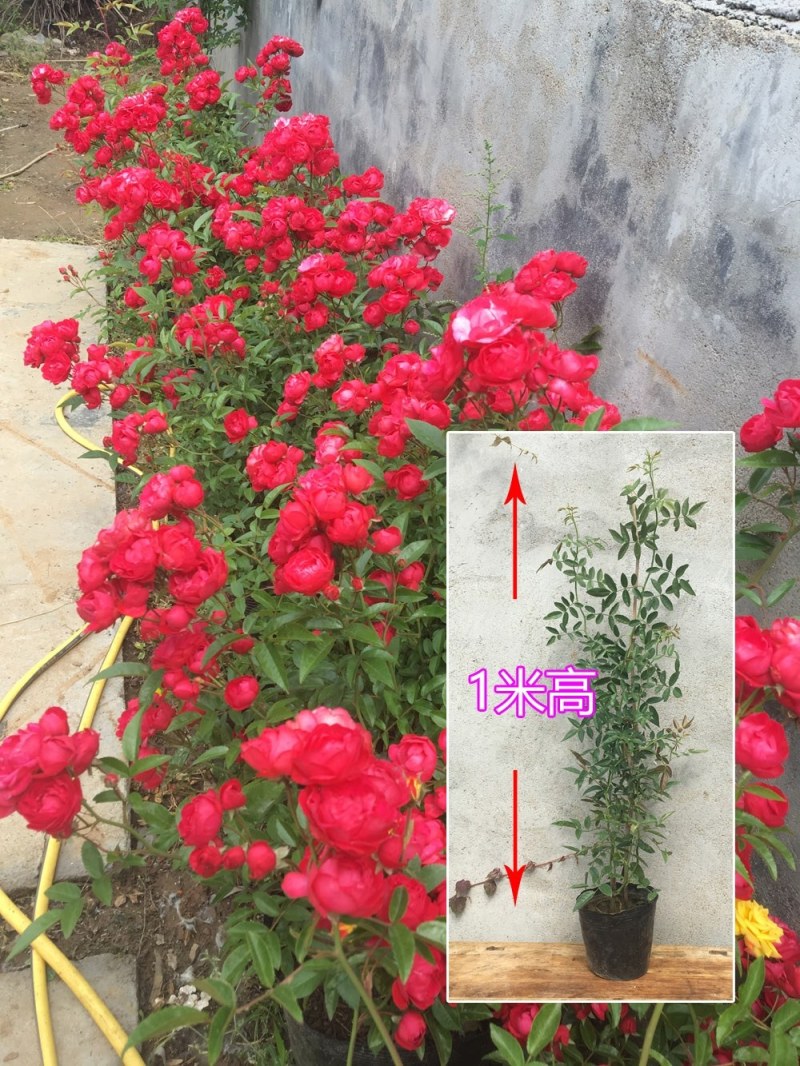 甜蜜红木香花苗爬藤植物白黄木香花苗盆栽四季特大花攀爬浓香