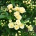 甜蜜红木香花苗爬藤植物白黄木香花苗盆栽四季特大花攀爬浓香