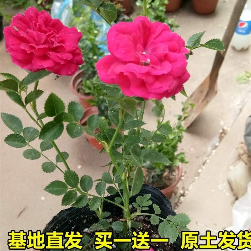 甜蜜红木香花苗爬藤植物白黄木香花苗盆栽四季特大花攀爬浓香