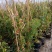 甜蜜红木香花苗爬藤植物白黄木香花苗盆栽四季特大花攀爬浓香