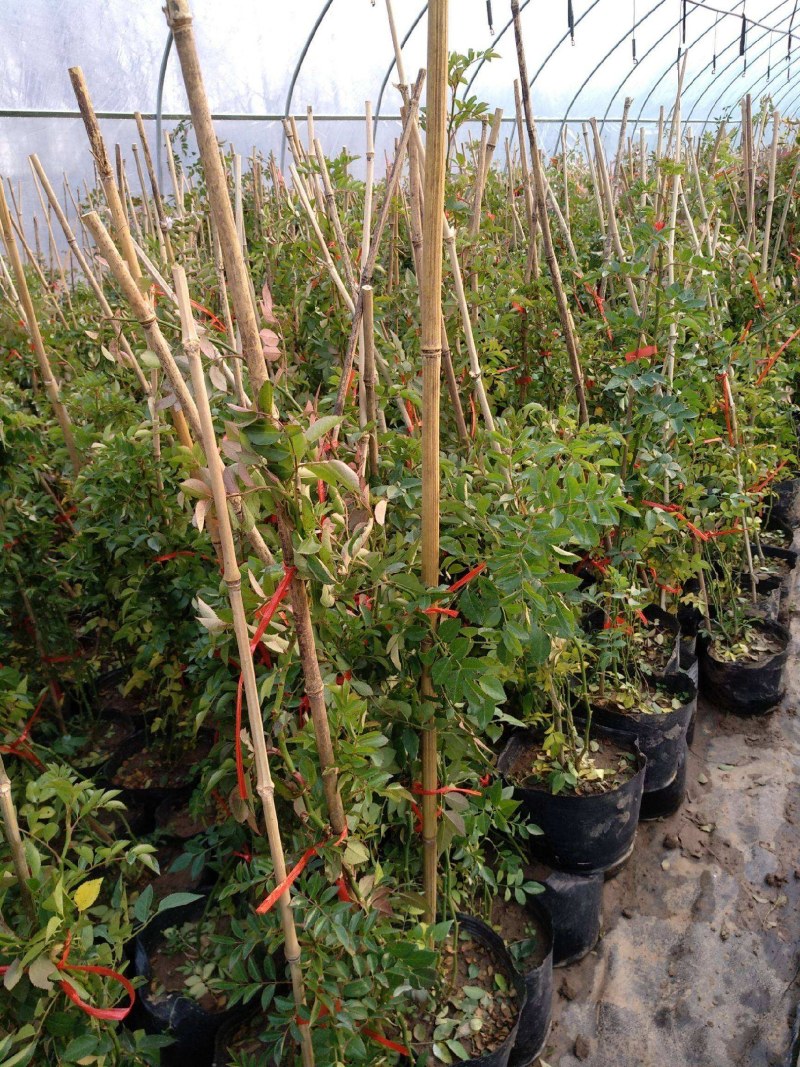 甜蜜红木香花苗爬藤植物白黄木香花苗盆栽四季特大花攀爬浓香