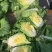 辽宁白菜大量上市《黄心菜包心菜黑菜》大量有货